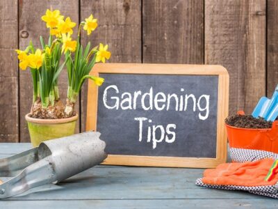 Gardening Tips