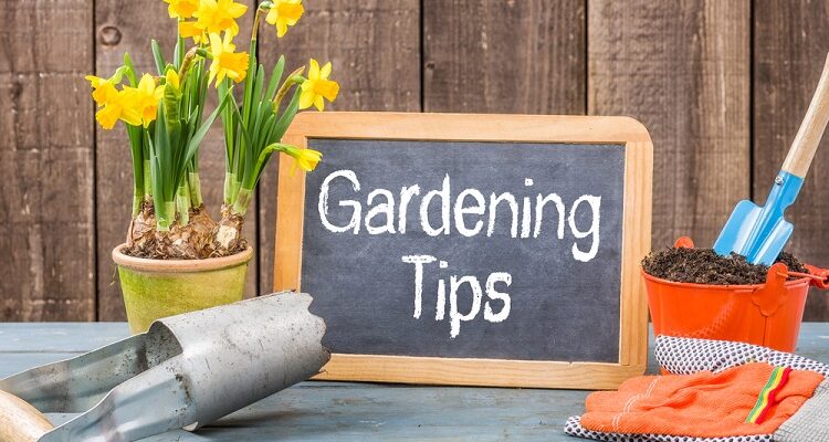 Gardening Tips