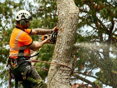 Tree felling