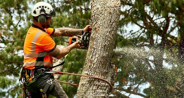 Why Your Tree May Need Air Decompaction Services Tree felling