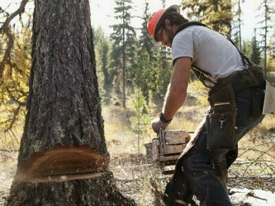 Felling a Tree