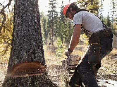 Felling a Tree