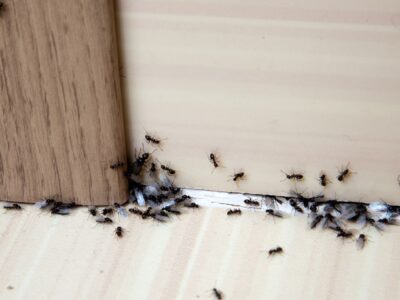 Termite Control