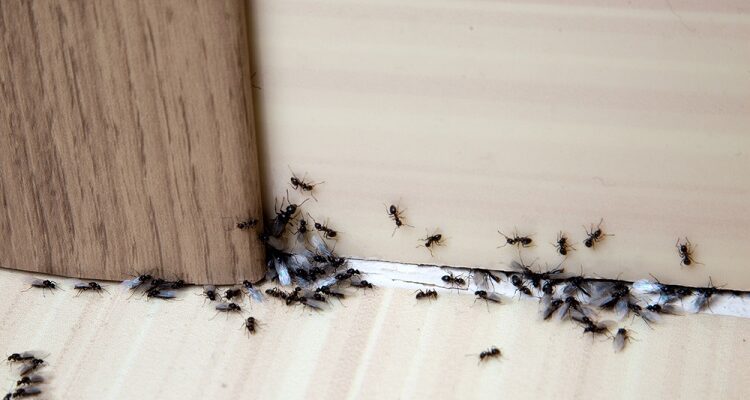 Termite Control