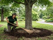 How to Safely Landscape Around Mature Trees Without Damaging Their Root Systems
